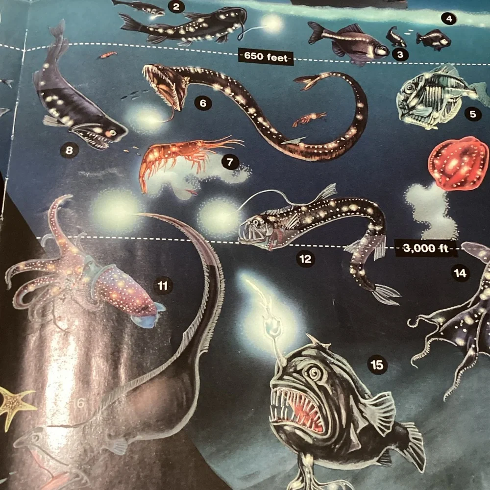 The Glow in the Dark Book of Ocean Creatures by Nicholas Harris - Picture 5 of 7